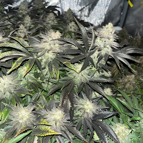 Northern Lights growlog timeline photo