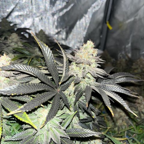Northern Lights growlog timeline photo