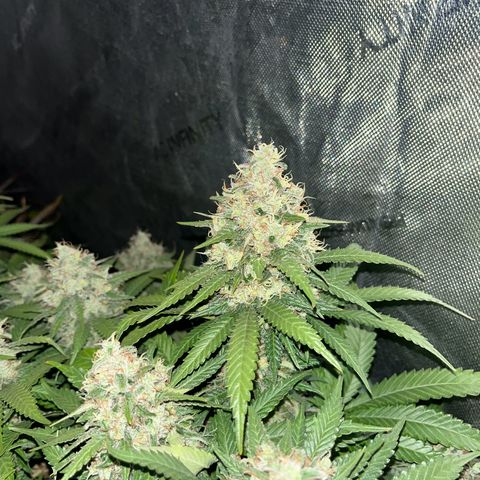 Northern Lights growlog timeline photo