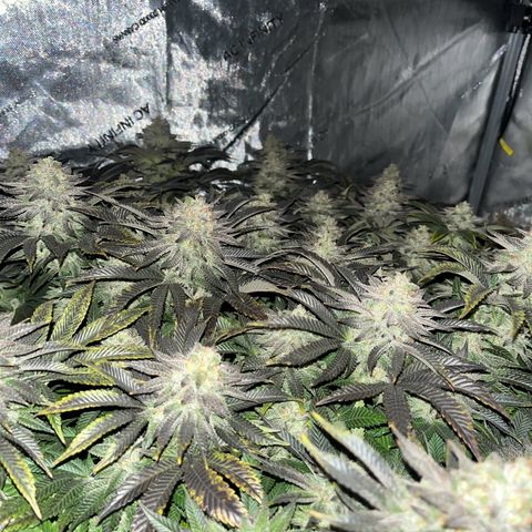 Northern Lights growlog timeline photo