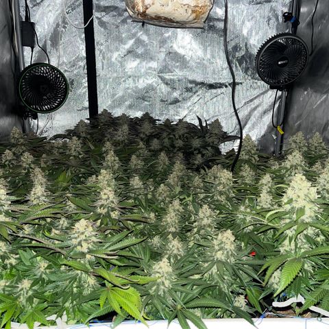 Northern Lights growlog timeline photo