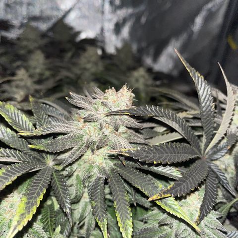 Northern Lights growlog timeline photo