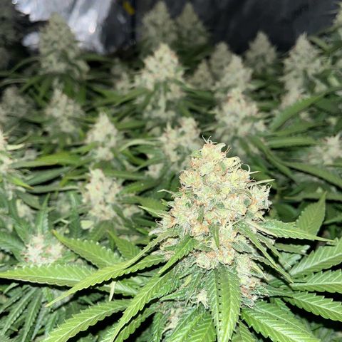 Northern Lights growlog timeline photo