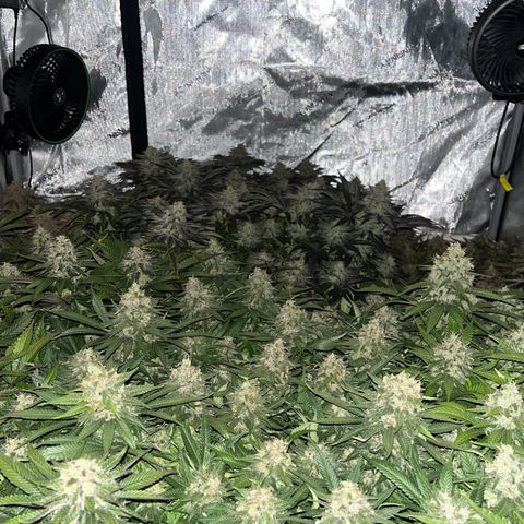 Northern Lights growlog timeline photo