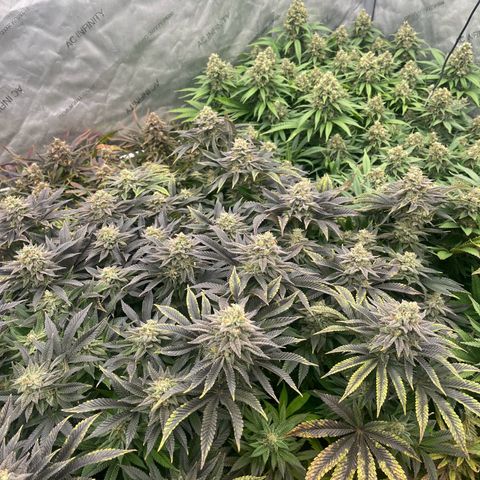 Northern Lights growlog timeline photo