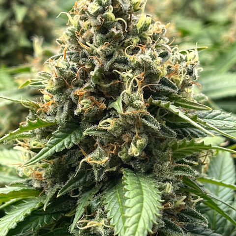 Northern Lights growlog timeline photo
