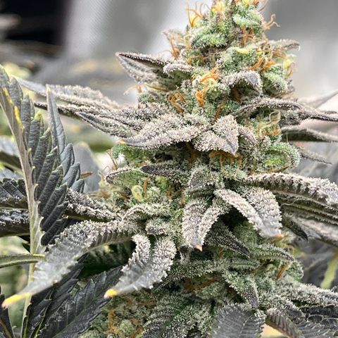 Northern Lights growlog timeline photo