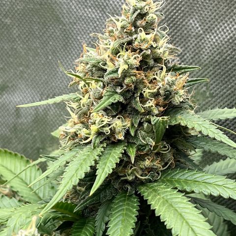Northern Lights growlog timeline photo