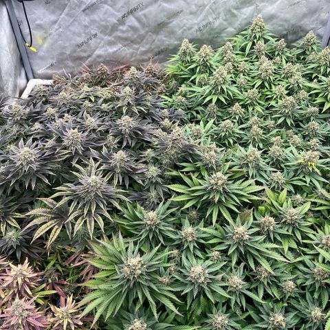 Northern Lights growlog timeline photo