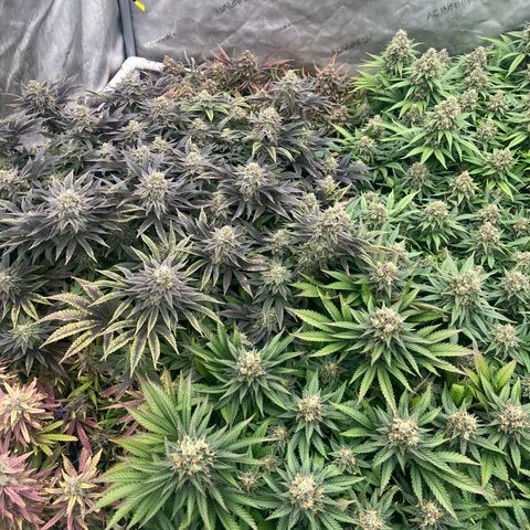 Northern Lights growlog timeline photo