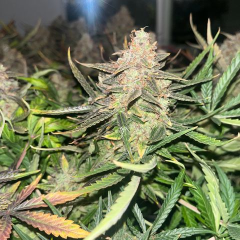 Northern Lights growlog timeline photo