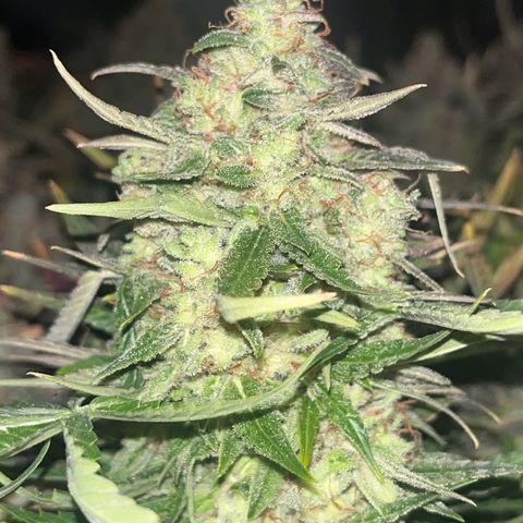Northern Lights growlog timeline photo