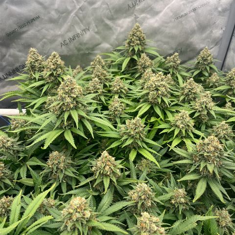 Northern Lights growlog timeline photo