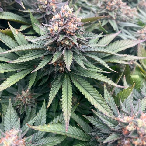 Northern Lights growlog timeline photo