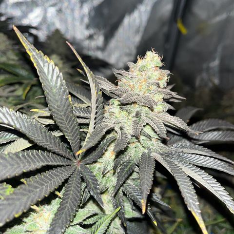 Northern Lights growlog timeline photo