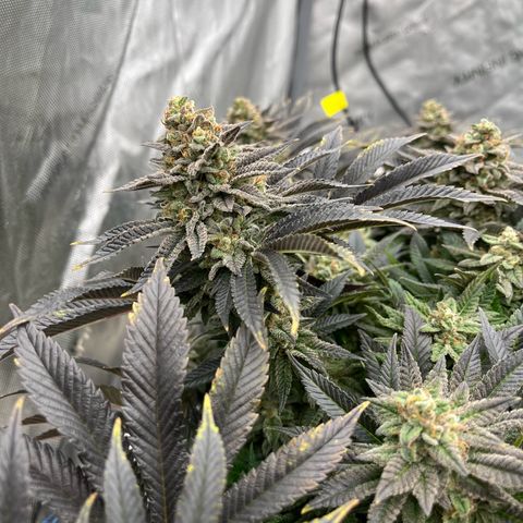 Northern Lights growlog timeline photo