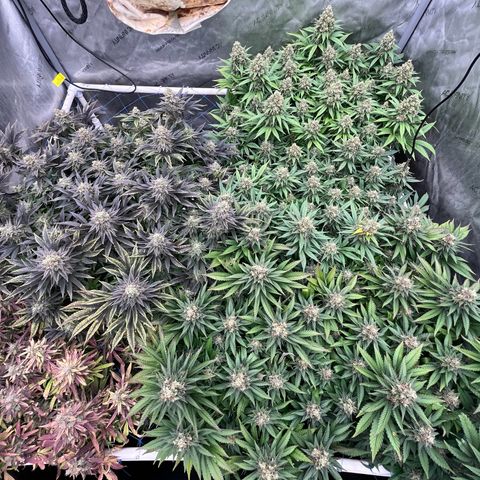 Northern Lights growlog timeline photo