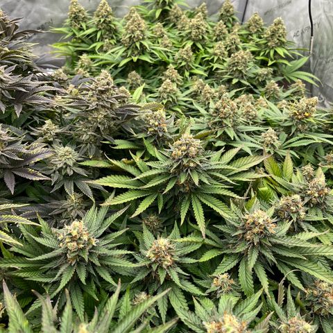 Northern Lights growlog timeline photo