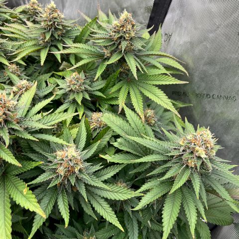 Northern Lights growlog timeline photo