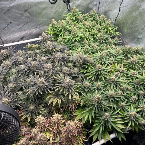 Northern Lights growlog timeline photo