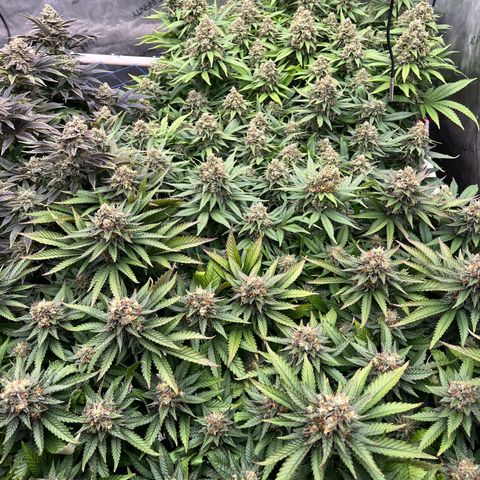 Northern Lights growlog timeline photo