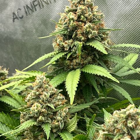 Northern Lights growlog timeline photo