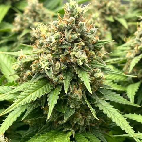 Northern Lights growlog timeline photo