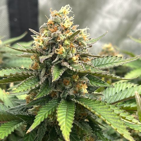 Northern Lights growlog timeline photo