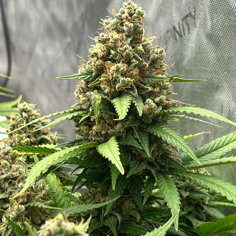 Northern Lights growlog timeline photo