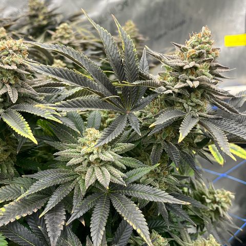 Northern Lights growlog timeline photo