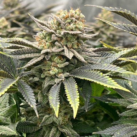 Northern Lights growlog timeline photo