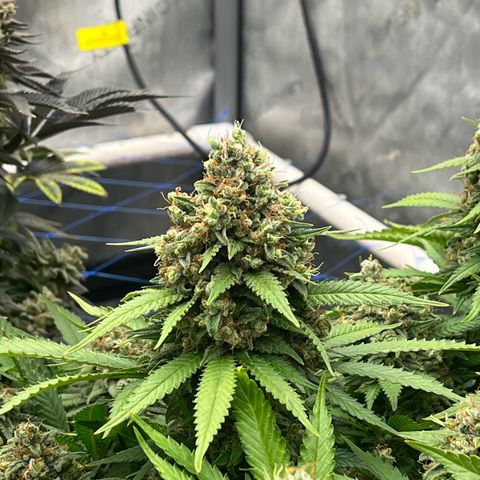 Northern Lights growlog timeline photo