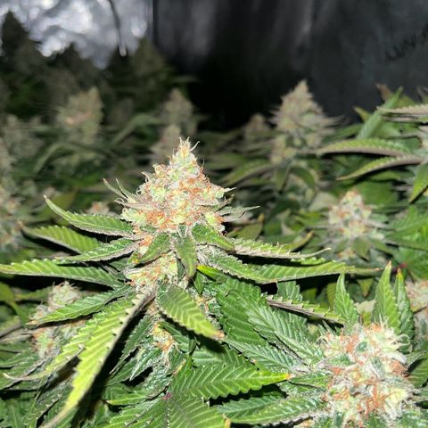 Northern Lights growlog timeline photo