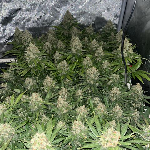 Northern Lights growlog timeline photo