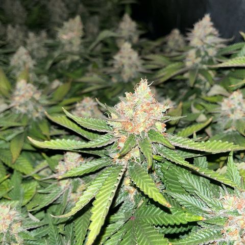 Northern Lights growlog timeline photo