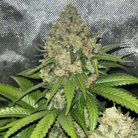 Northern Lights growlog timeline photo