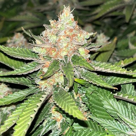 Northern Lights growlog timeline photo