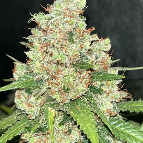 Northern Lights growlog timeline photo