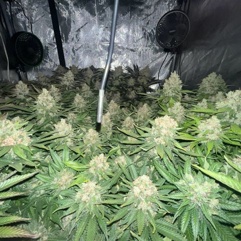 Northern Lights growlog timeline photo