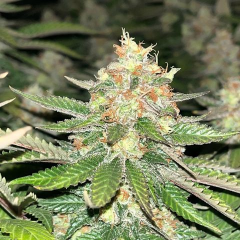 Northern Lights growlog timeline photo
