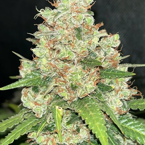 Northern Lights growlog timeline photo