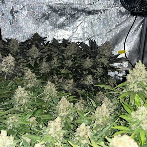 Northern Lights growlog timeline photo