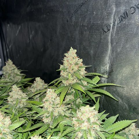 Northern Lights growlog timeline photo