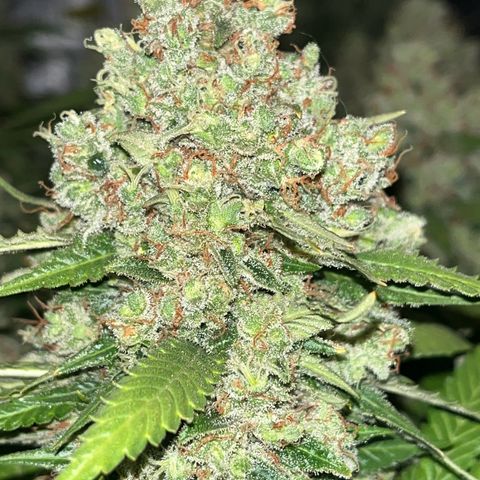 Northern Lights growlog timeline photo
