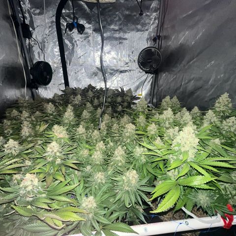Northern Lights growlog timeline photo
