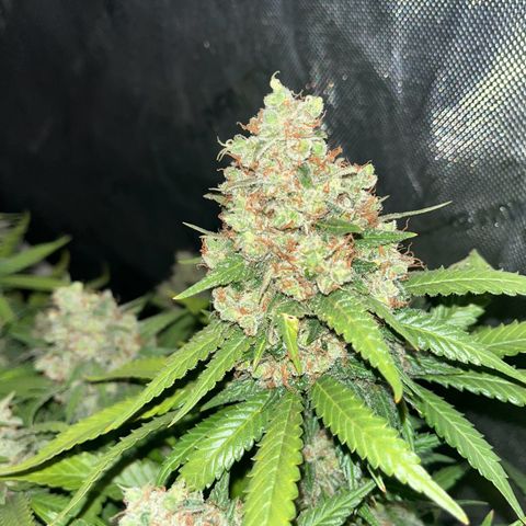Northern Lights growlog timeline photo