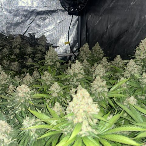 Northern Lights growlog timeline photo