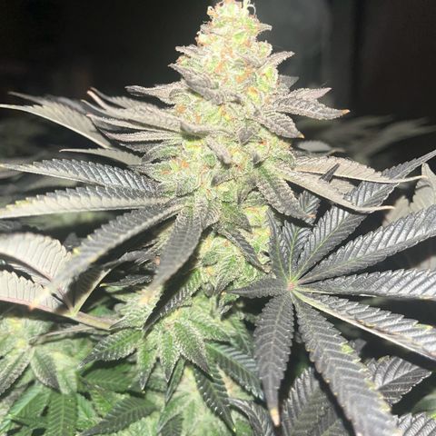 Northern Lights growlog timeline photo