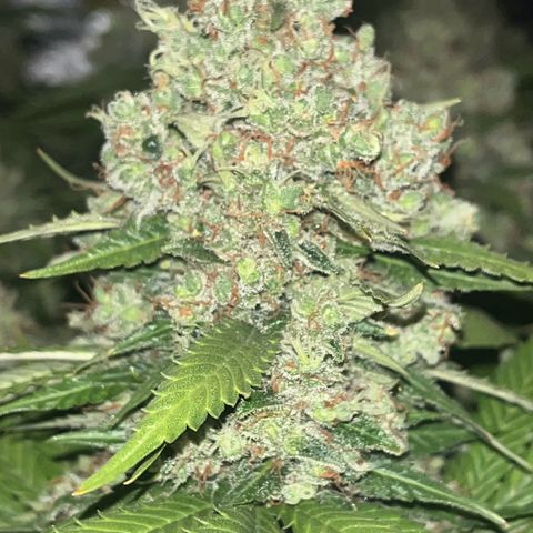 Northern Lights growlog timeline photo