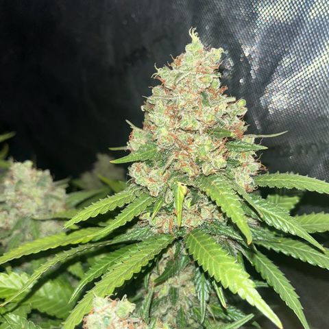 Northern Lights growlog timeline photo
